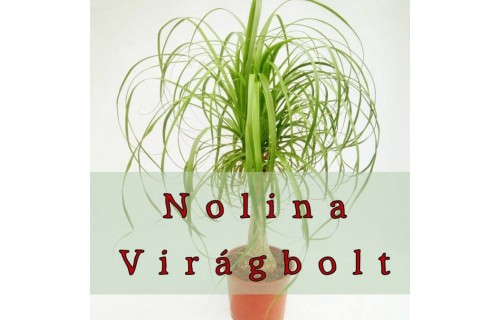 Nolina Virágüzlet Nolina Virágüzlet - esküvői szolgáltató