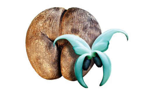 Tropical Touch Seychelles - esküvői szolgáltató